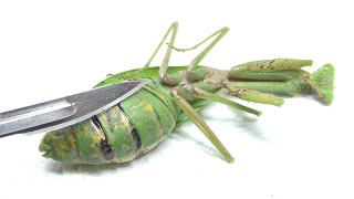 Rescuing a mantis whose stomach was filled with parasites by