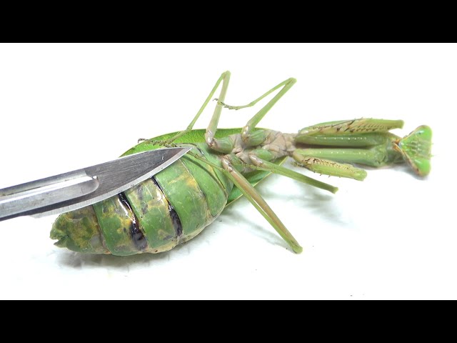 Rescuing a mantis whose stomach was filled with parasites by