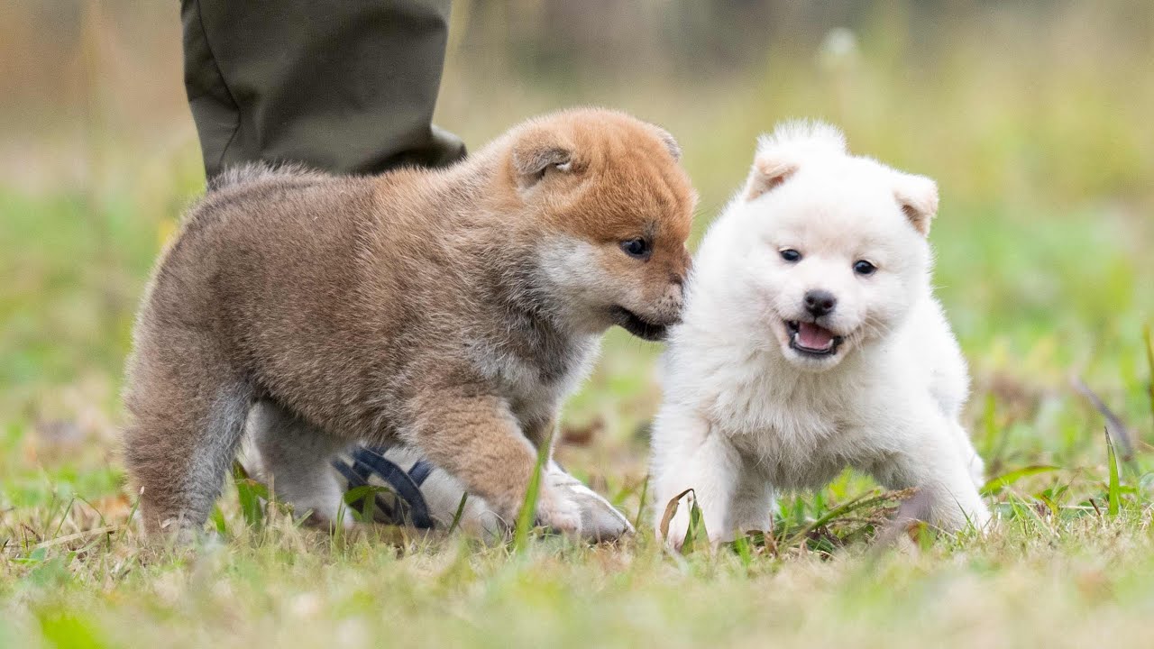 ID4569 赤♂ shiba inu puppy red male - YouTube