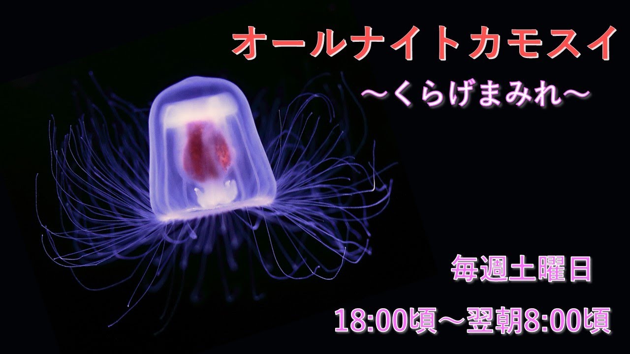 オールナイトカモスイ ～くらげまみれ～ #217 ベニクラゲ - YouTube
