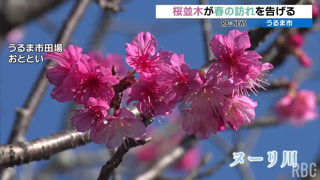桜並木が見頃 春の訪れを告げる うるま市のヌーリ川 - YouTube