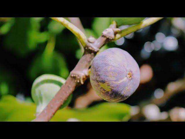 The Positives and Negatives of the Italian 258 Fig - YouTube