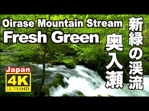 4K 新緑でリラックス Fresh green leaves 奥入瀬渓流 Oirase stream