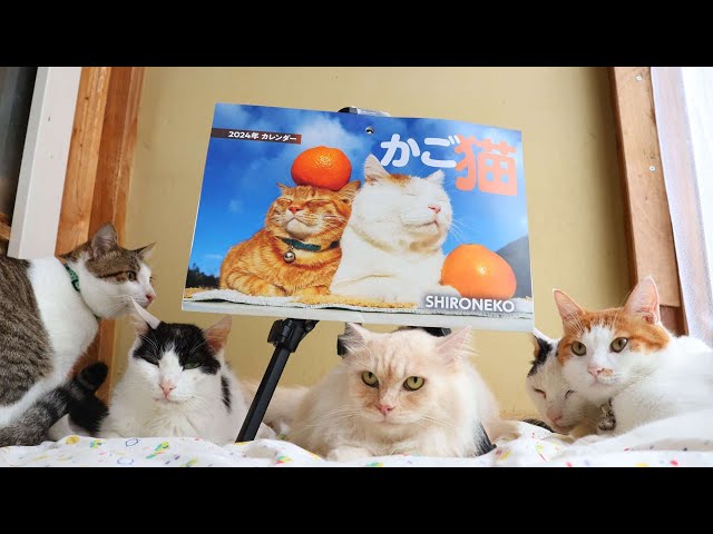 ダイソー 2024年 かご猫カレンダー 230906 - YouTube