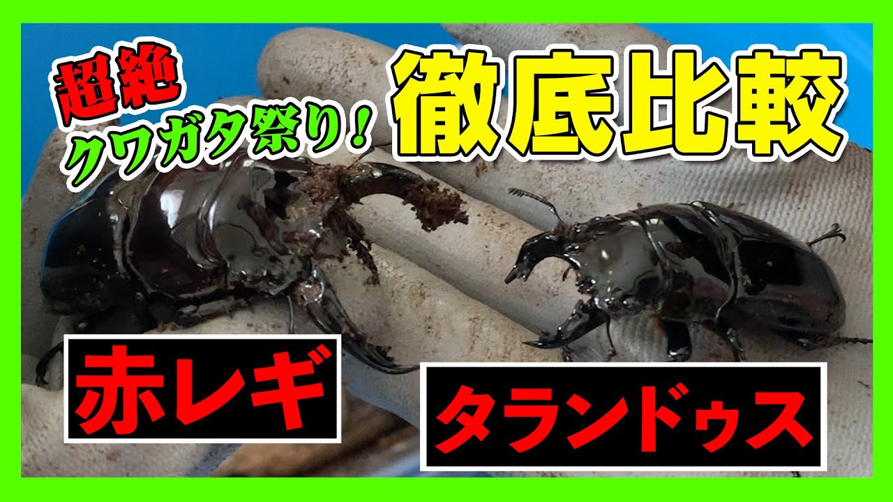 クワガタ】タランドゥスオオツヤクワガタ&赤レギウスオオツヤクワガタ