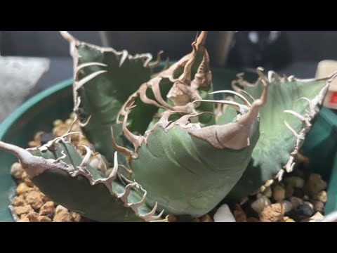 スーパーチタノタ発根管理（検 悪魔くん BAKEMONO 白犀牛 ハデス