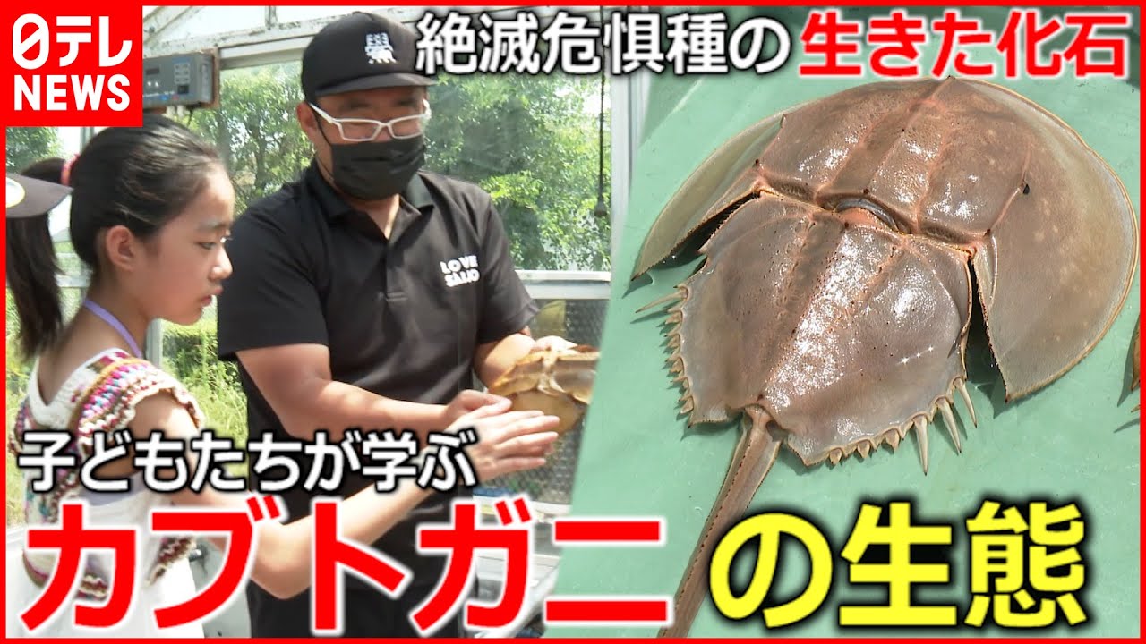 カブトガニ】脱皮も!? 小学生が学ぶ”生きた化石”の生態 愛媛 NNN