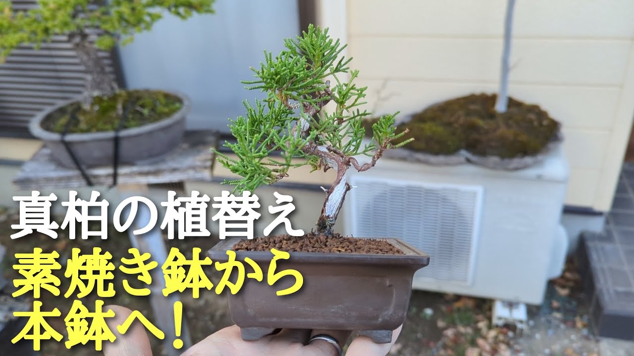 真柏の植替え素焼き鉢から本鉢へ！ - YouTube