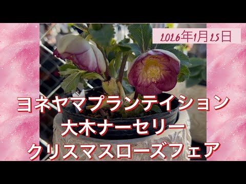 ヨネヤマプランテイション 大木ナーセリー クリスマスローズフェア