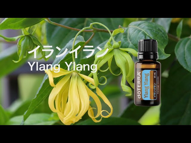 イランイラン - YouTube