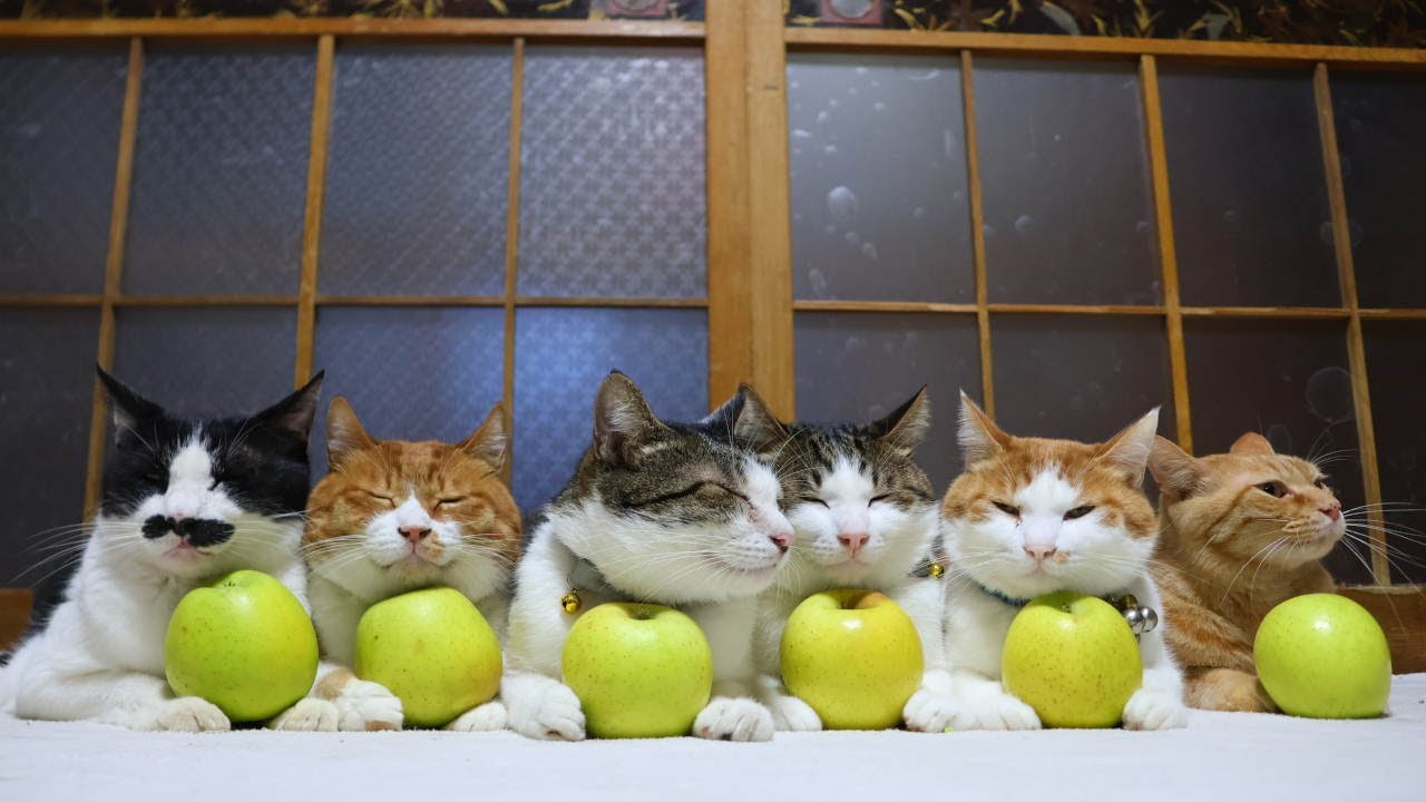 王林 のせ猫 260113 - YouTube