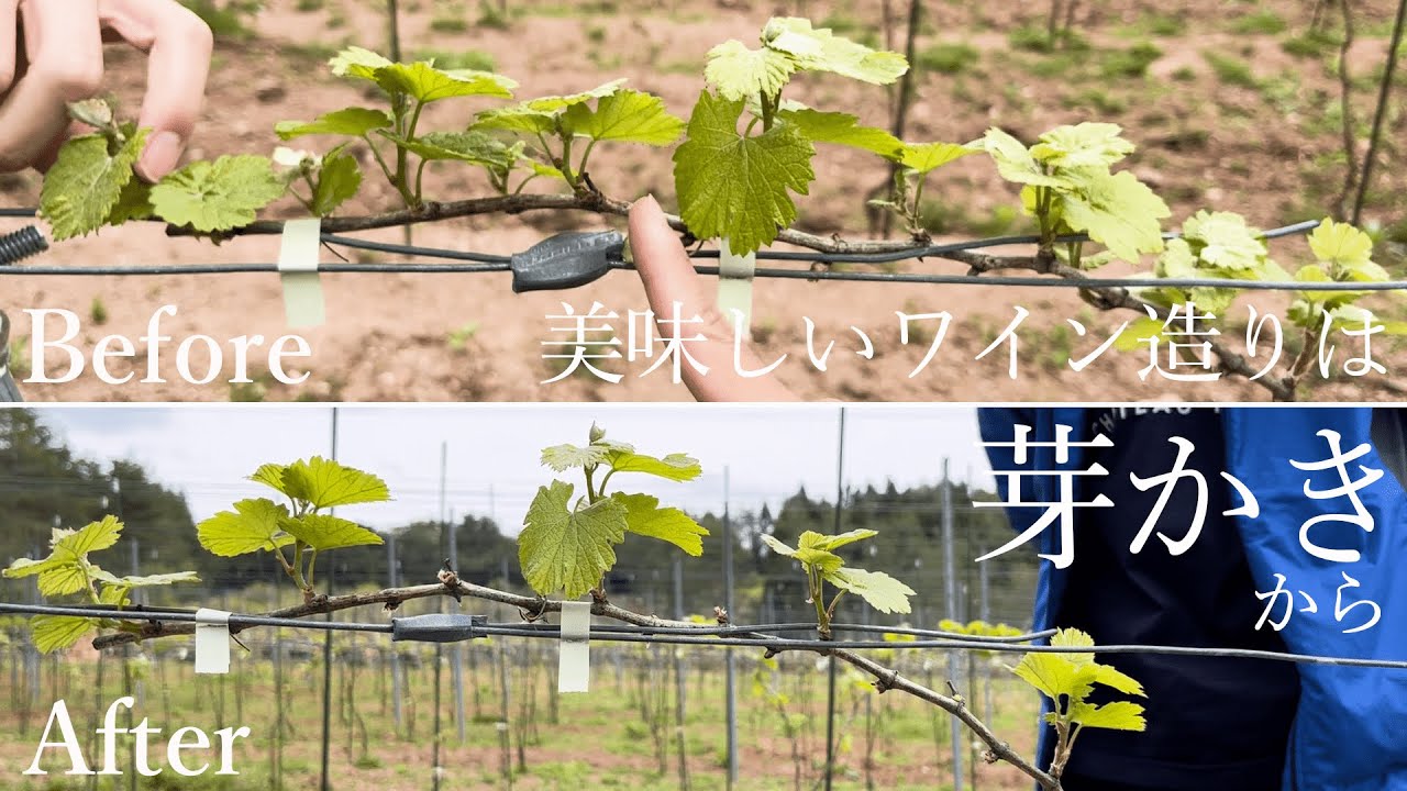 ぶどう畑の維持・拡大のために台木を増やします！ - YouTube