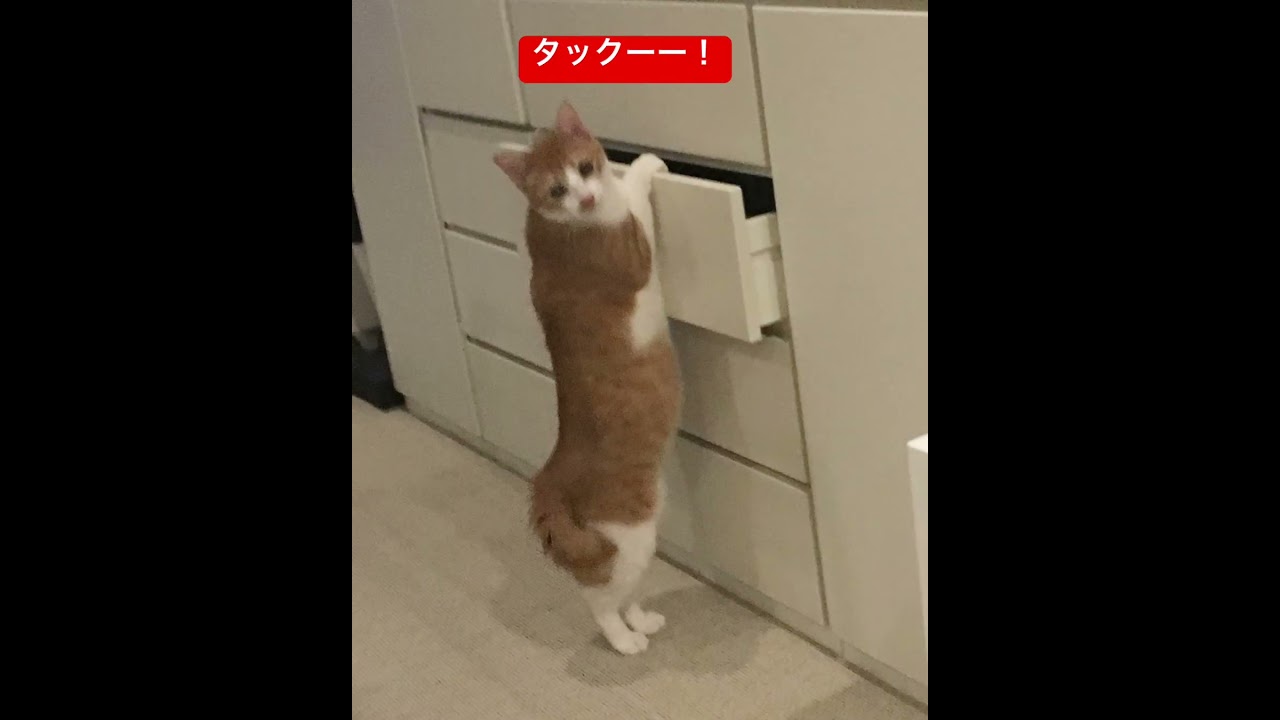 引き出し開ける猫が天才🩷可愛すぎます🐈タックー！！#猫 #川上麻衣子