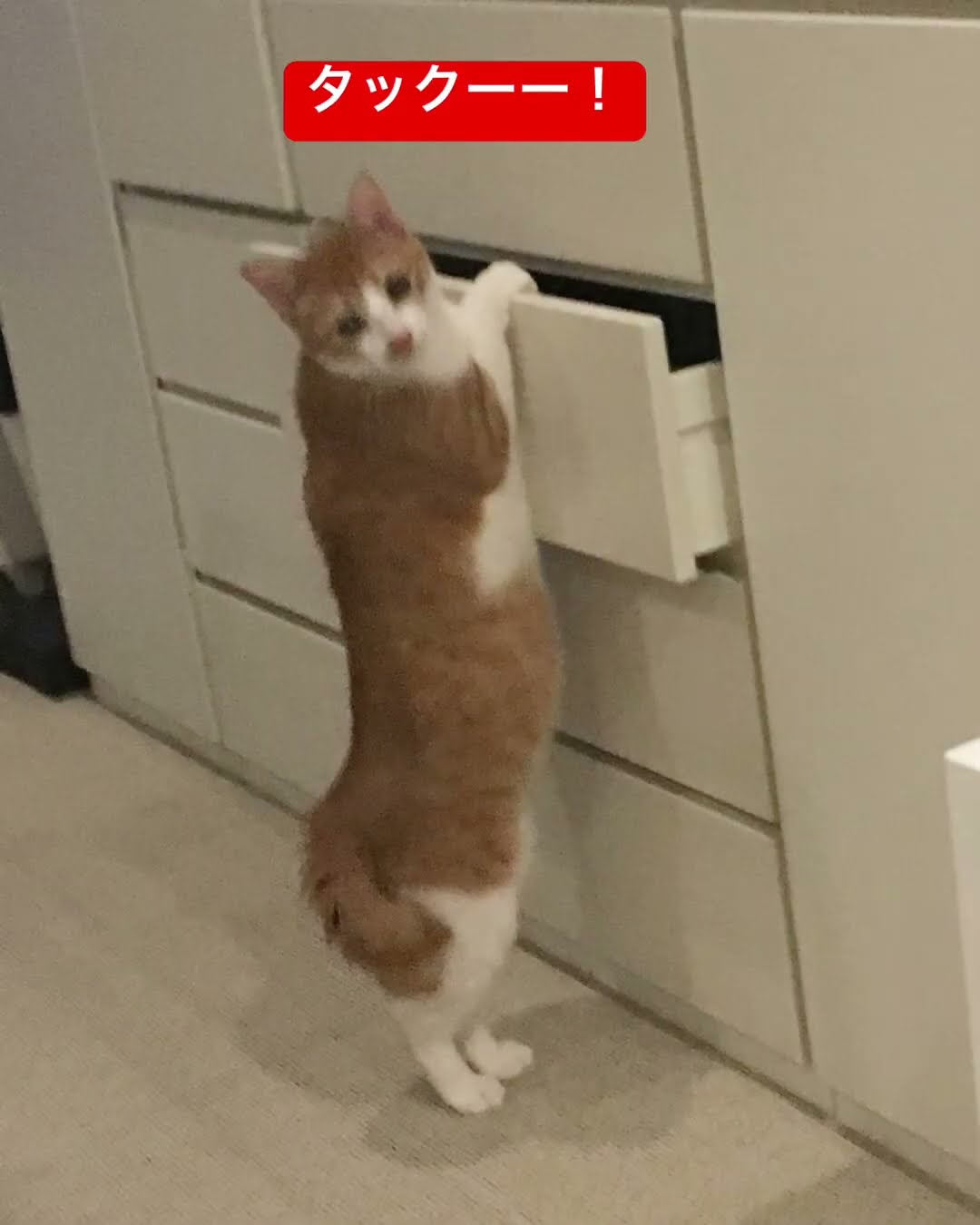 引き出し開ける猫が天才🩷可愛すぎます🐈タックー！！#猫 #川上麻衣子