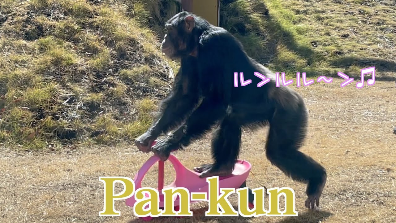 Genius! Chimpanzee Pan-kun
