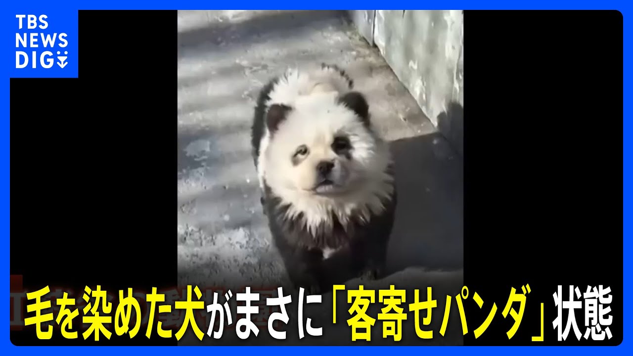 中国の動物園で話題の「パンダ犬」 チャウチャウの毛を染めて人気を