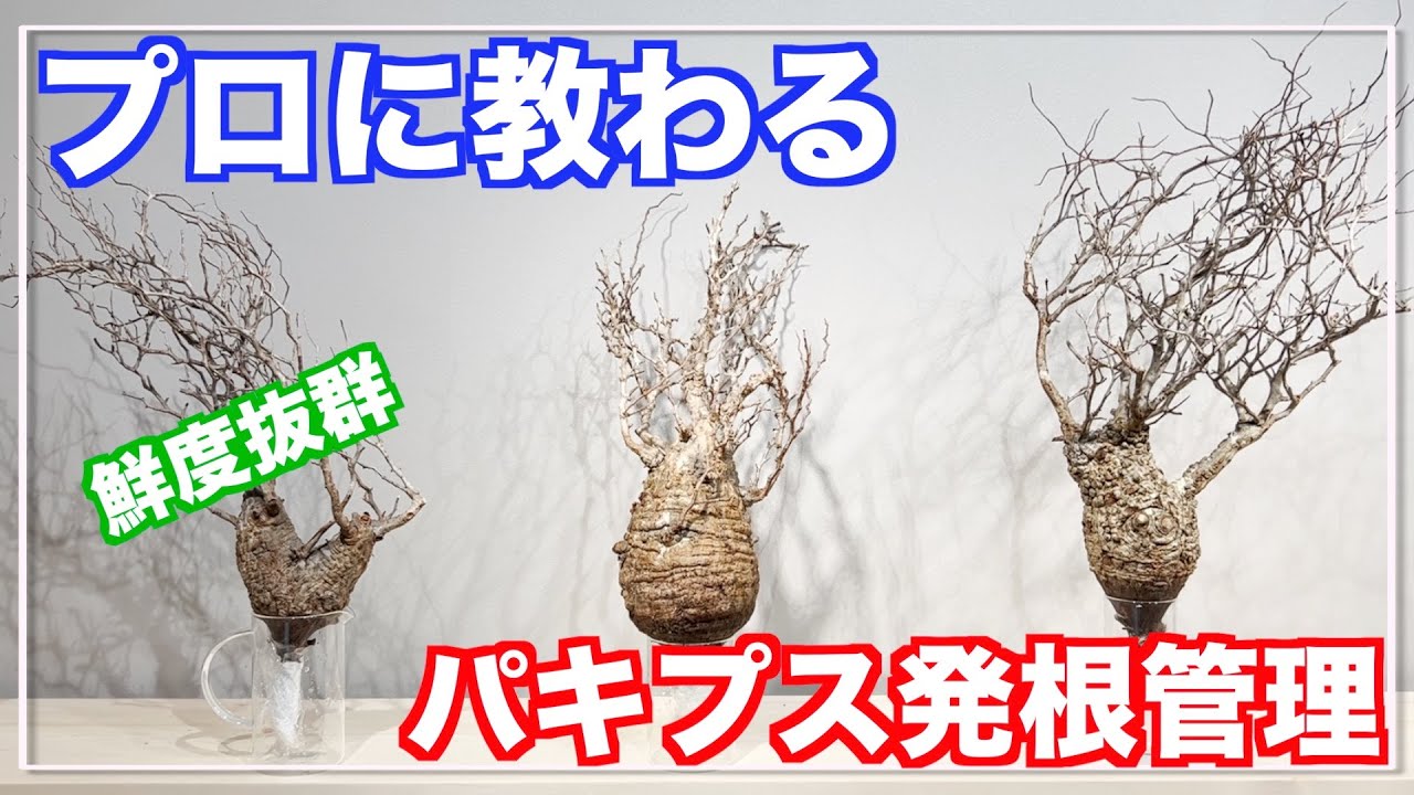 パキプス発根管理】素人がプロに教わりながらパキプス発根管理に挑戦