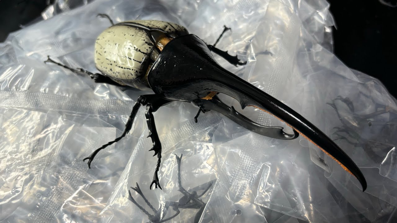 開封】ヘラクレス・リッキー いきもの大図鑑プレミアム バンダイ