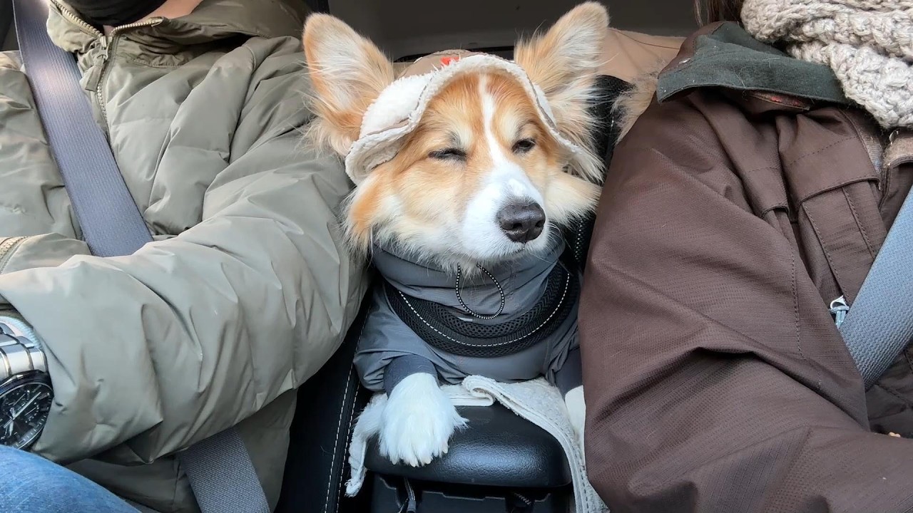 一日中『晴れ』なので犬達と「繁華街へお出かけ」した結果… - YouTube