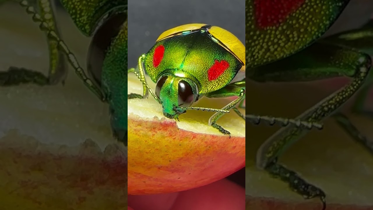 Calodema regalis – Australian Insects