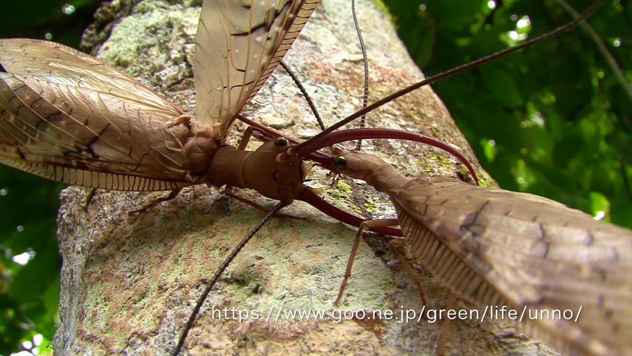 Dobsonfly fight Corydalus sp. - YouTube
