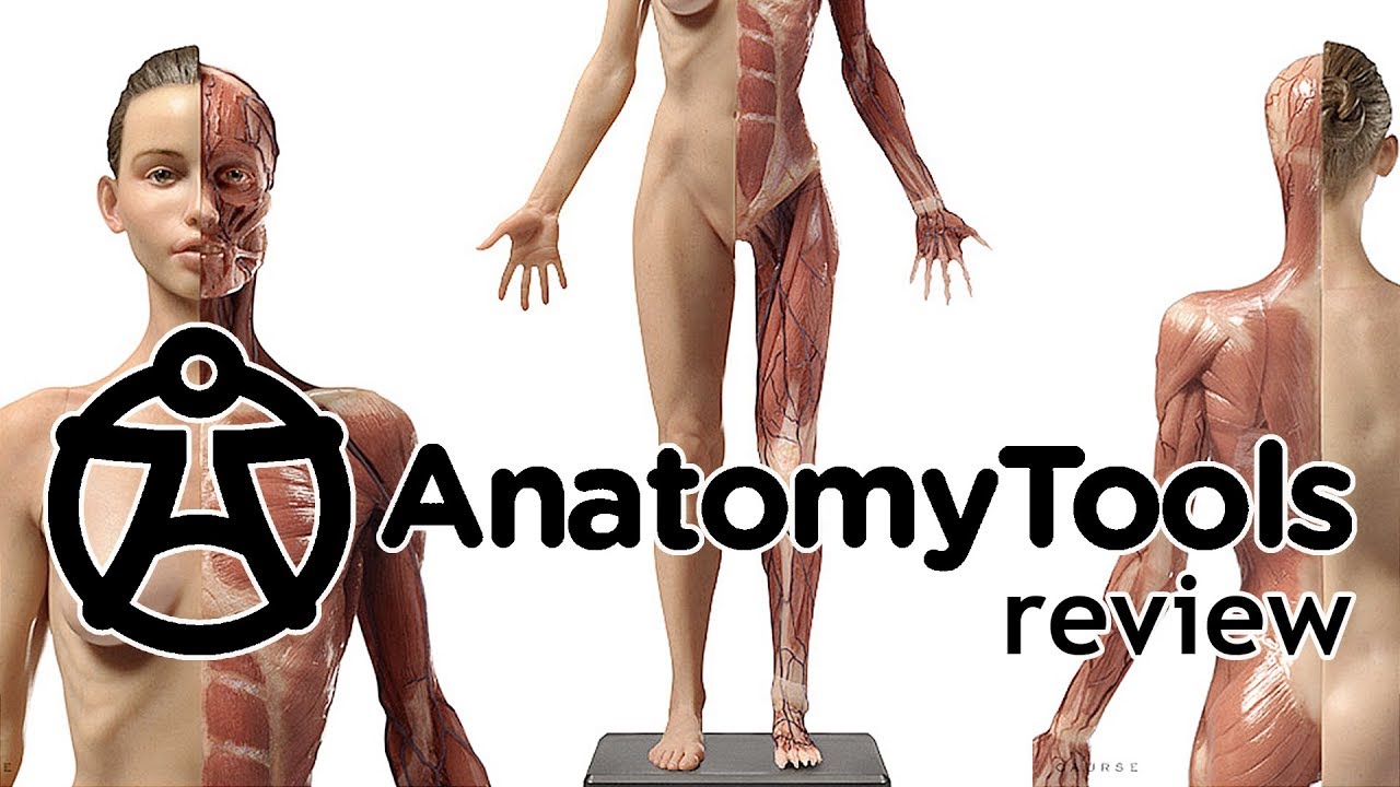 Review - Anatomy Tools : Male / Female figures v1A - YouTube