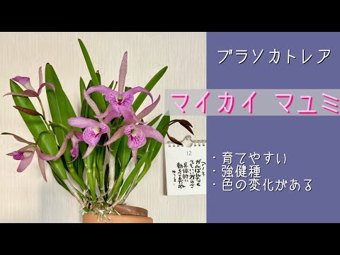 2024年12月3日 ブラソカトレア属 マイカイ“マユミ” ほったらかしでも