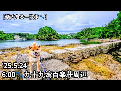 Shiba Inu Taro Walk] Kujukuwan Hyakurakuso - Morning walk on the