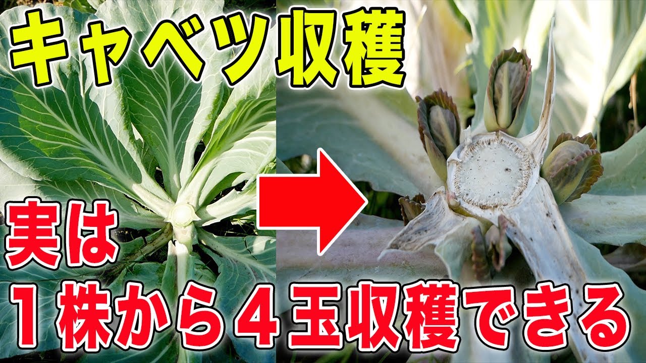 Four heads of cabbage can be harvested from one plant. - YouTube