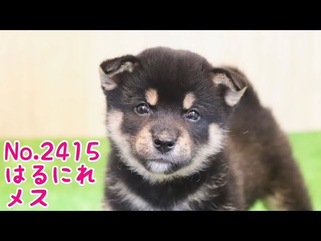 もにまるず しばいぬ 黒 豆しばL(黒) | adachiya NET