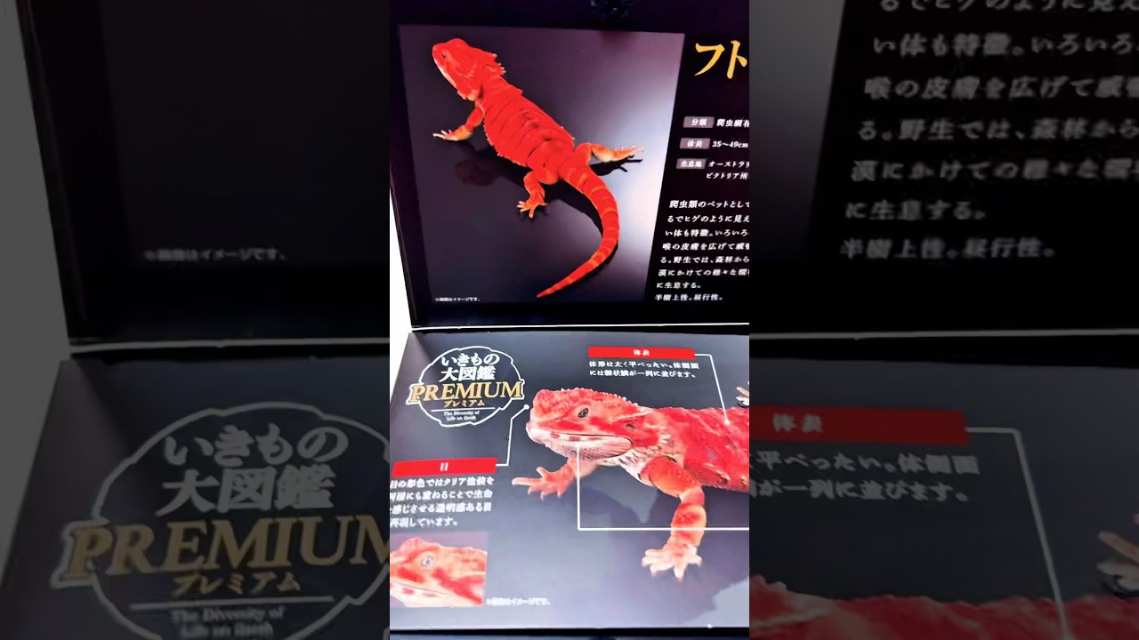 いきもの大図鑑プレミアム フトアゴヒゲトカゲ（レッド） #いきもの大
