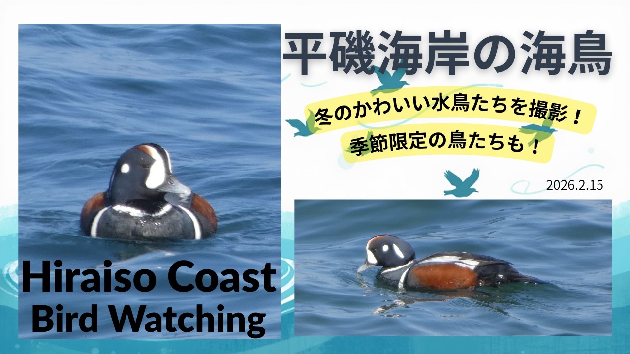 平磯海岸の水鳥たち～冬限定の鳥たちを撮影してきました！ - YouTube
