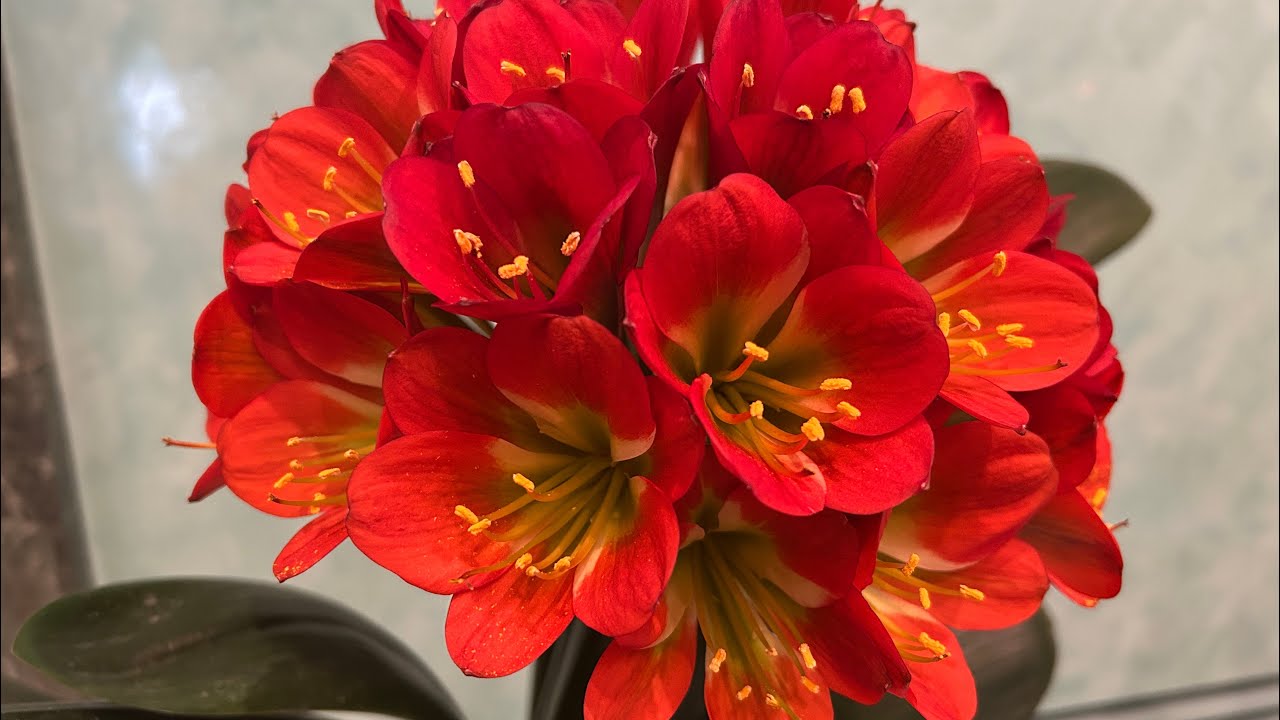 日本君子蘭協会春の展示会2025 Japan Clivia Society Spring Show 2025