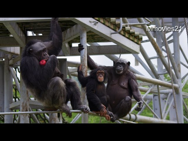 チンパンジーのリンゴキャッチ~Common Chimpanzee - YouTube