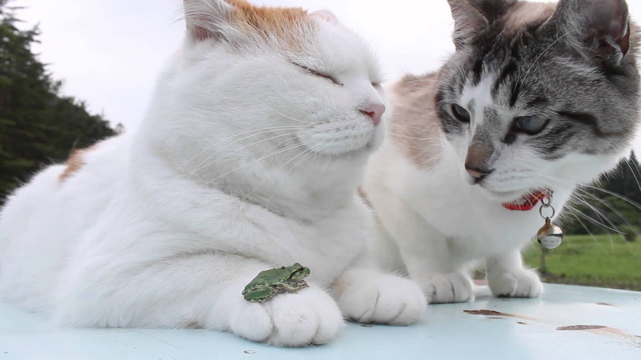 のせ猫 x カエル Frog put cat 2015/2 - YouTube