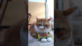 モンブランのサンダー 260301 #のせ猫 #cat #cute #ねこ #ネコ #猫の