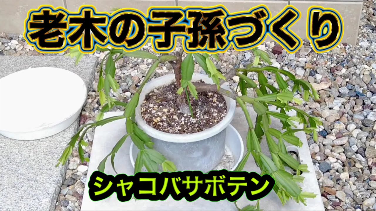 老木シャコバサボテン】挿し木で十数年生きている老木から子孫をつくり