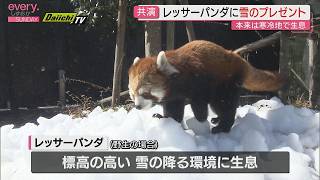 Snow gift for popular red panda at Nihon-daira Zoo (Shizuoka City