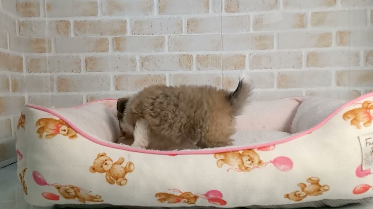 748717 チワワ（ロングコート） - YouTube