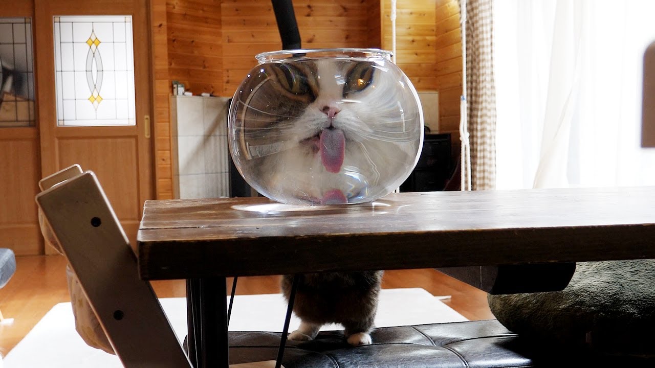 深水賀秀 ネコ 深水賀秀 ネコ 深水賀秀 ネコ 【公式通販】