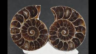 アンモナイト 化石 ペア 31.0g / Ammonite Fossil - YouTube