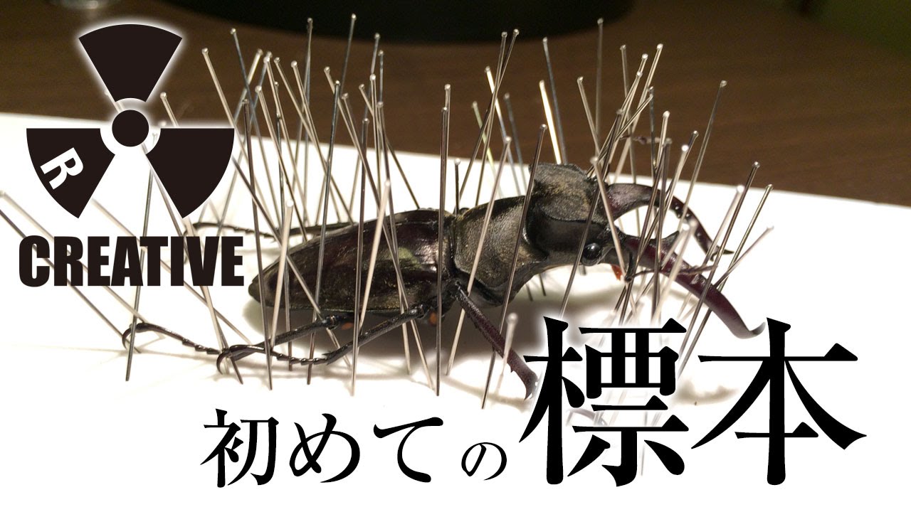 ミヤマクワガタで初めての標本！【02前編】簡単にできる昆虫標本の
