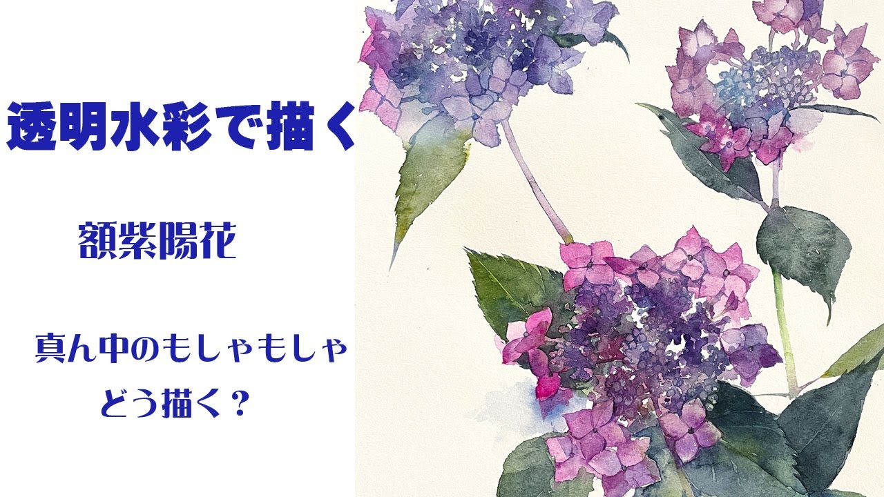 透明水彩で描く額紫陽花～真ん中のもしゃもしゃ、どう描く？ - YouTube