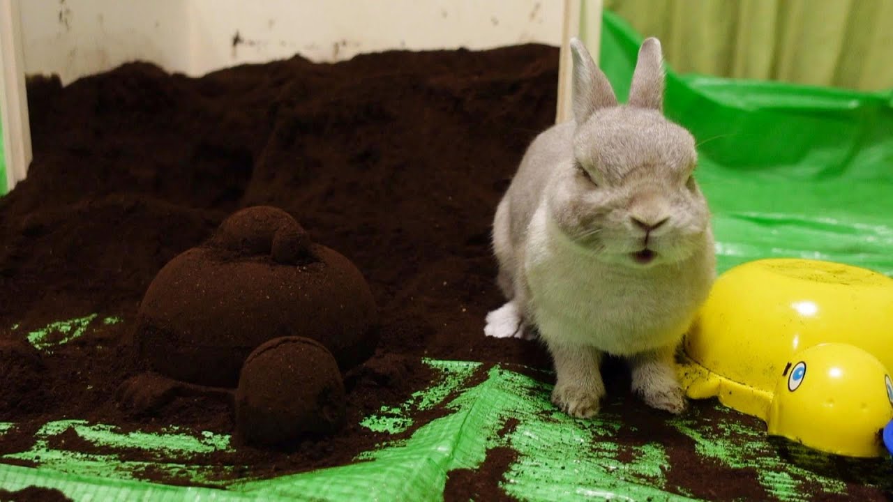 全身で土遊びを楽しむウサギのぽぽちゃん 飼い主さんが思う、かわいい