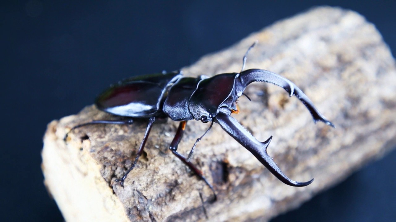 スチーブンスツヤクワガタ 昆虫ショップアリスト | 外国産 昆虫