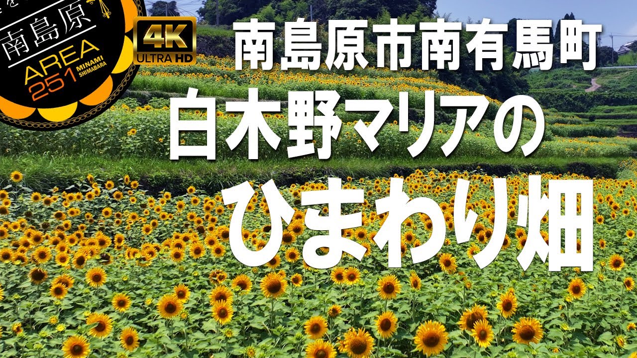 白木野マリアのひまわり畑｜南島原市南有馬町｜ひまわり - YouTube