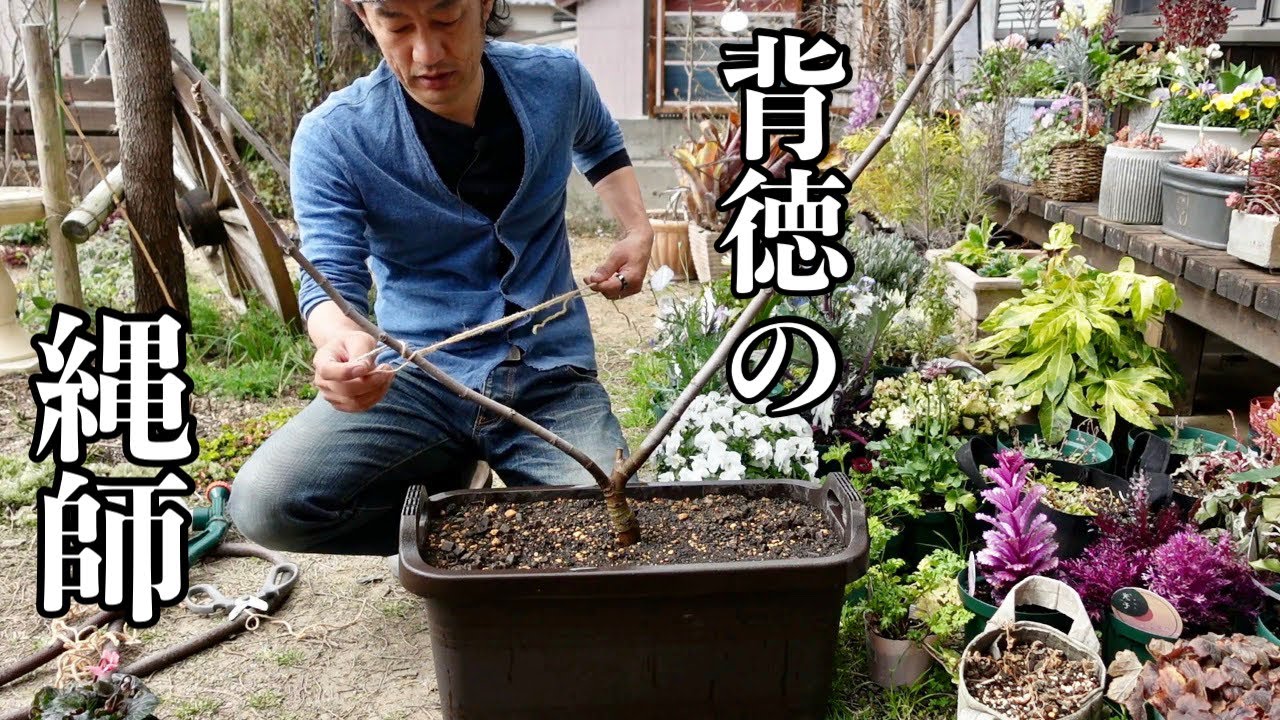 I'm happy when I tie up the masochistic fig tree [Gardening