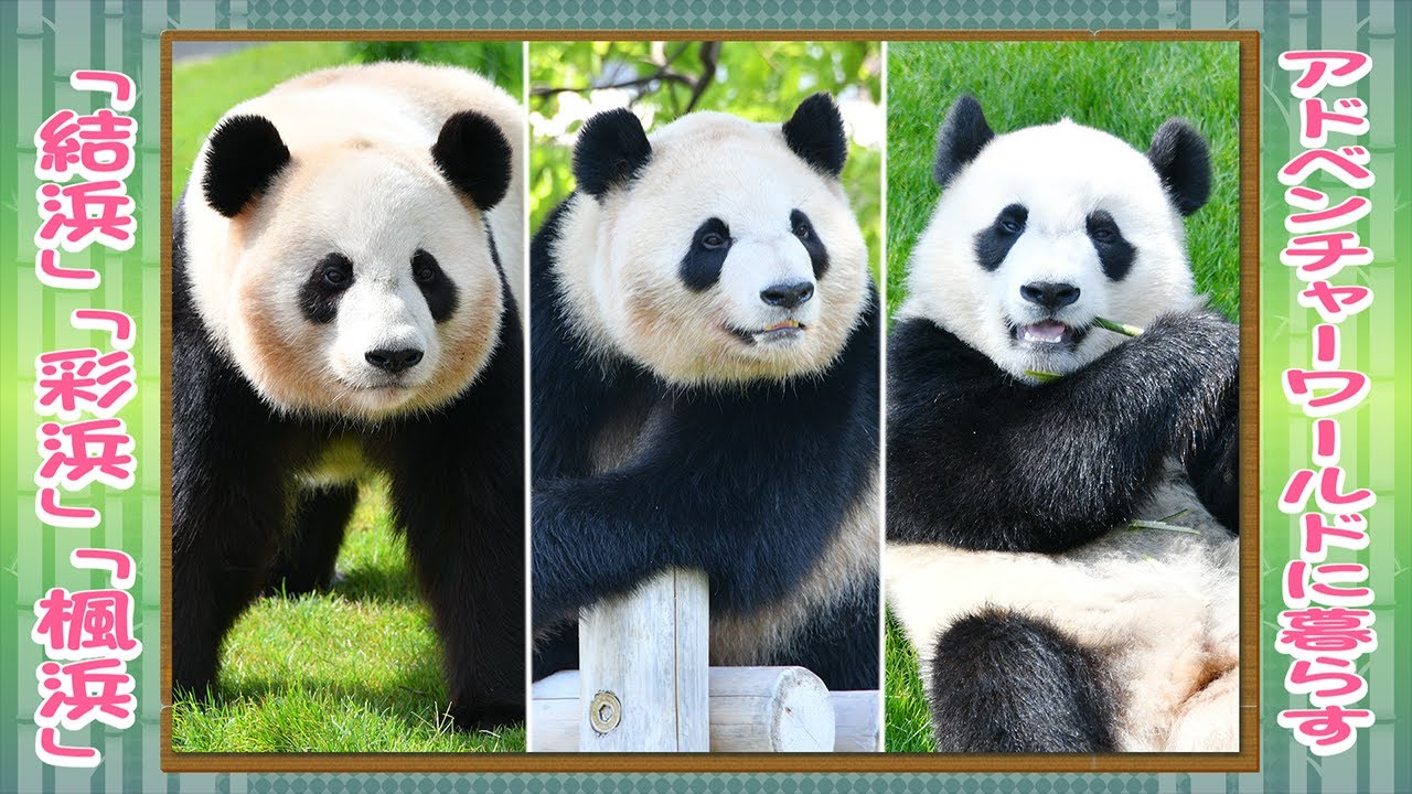 結浜」「彩浜」「楓浜」特集』 アドベンチャーワールドのパンダたち #7