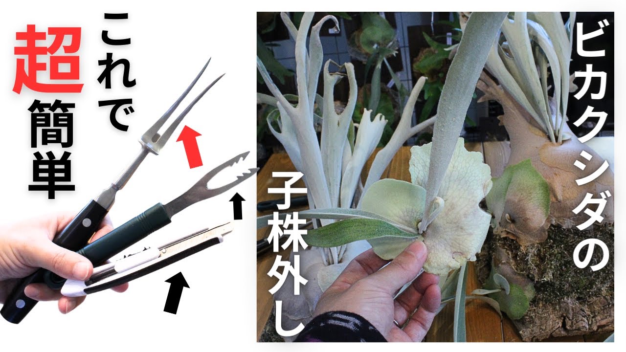 これで簡単！ビカクシダの子株を外すための新しいツールを手に入れまし