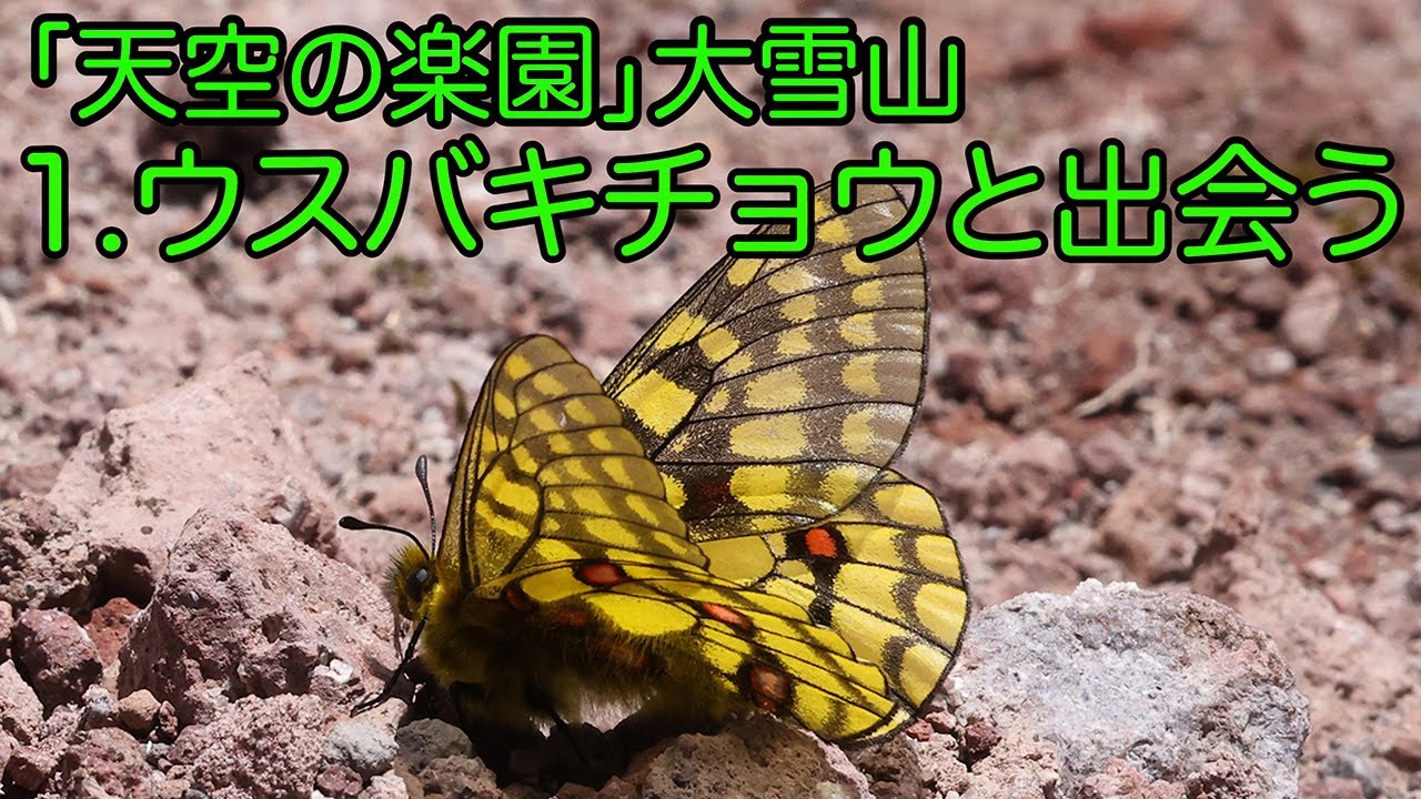 天空の楽園」大雪山 1.ウスバキチョウと出会う - YouTube